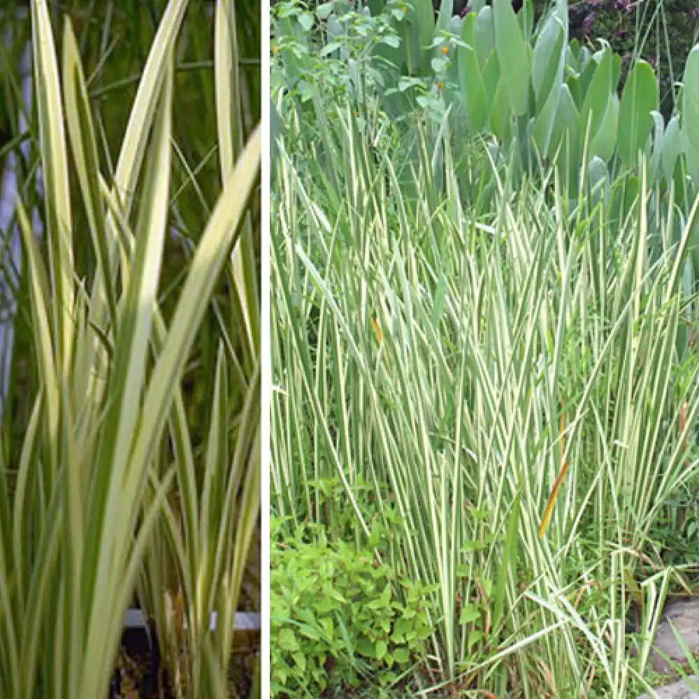 ACORUS calamus 'Variegatus'