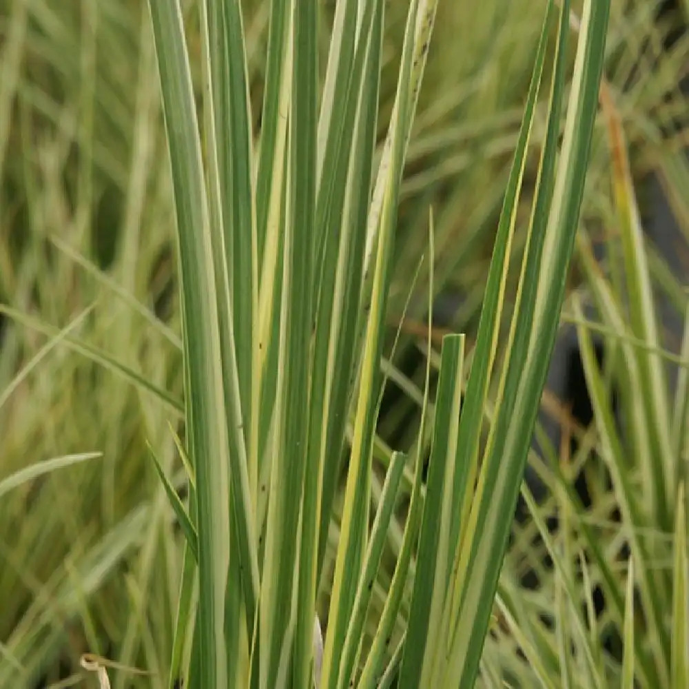 ACORUS gramineus 'Argenteostriatus'