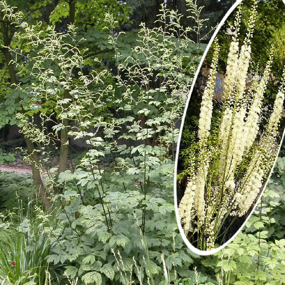 ACTAEA dahurica (Cimicifuga dahurica)