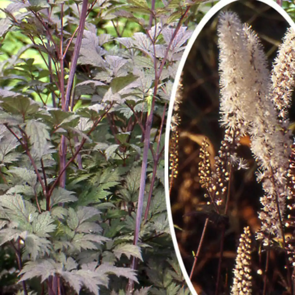 ACTAEA simplex 'Atropurpurea' (Cimicifuga)