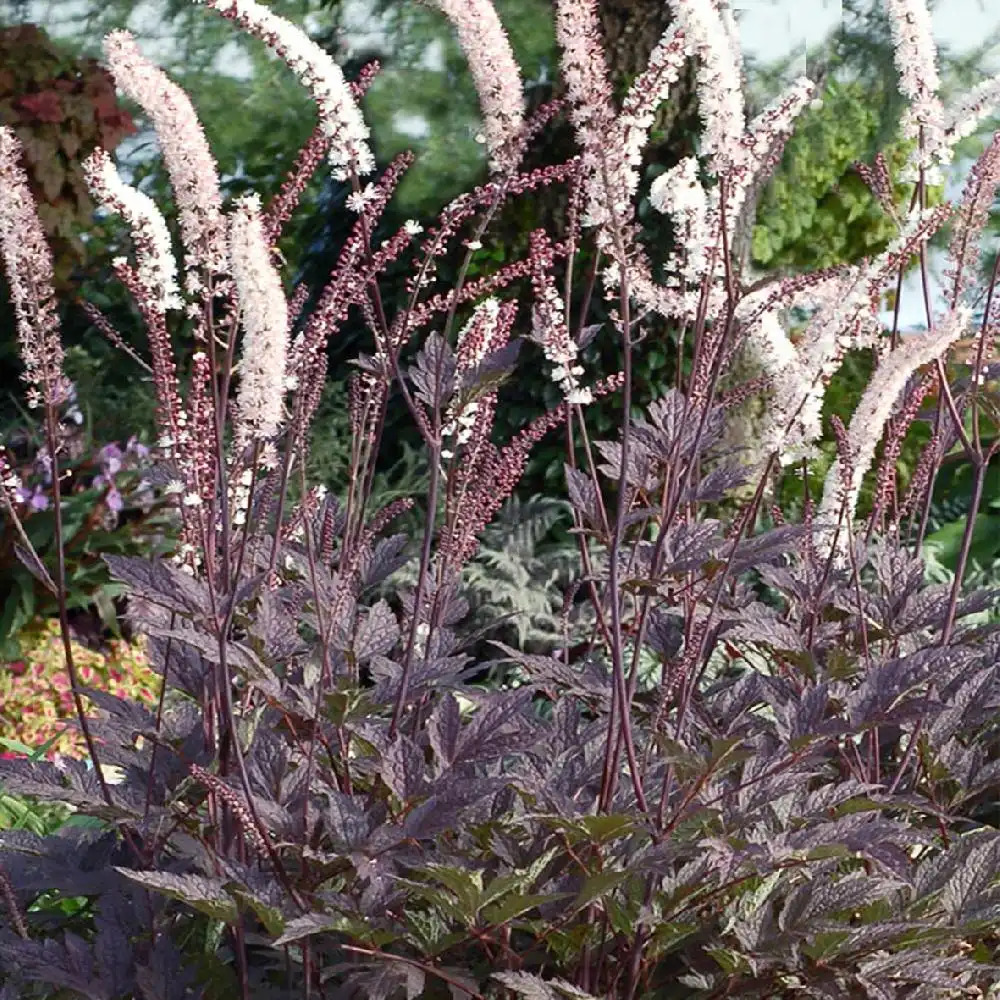 ACTAEA simplex 'Black Negligee'