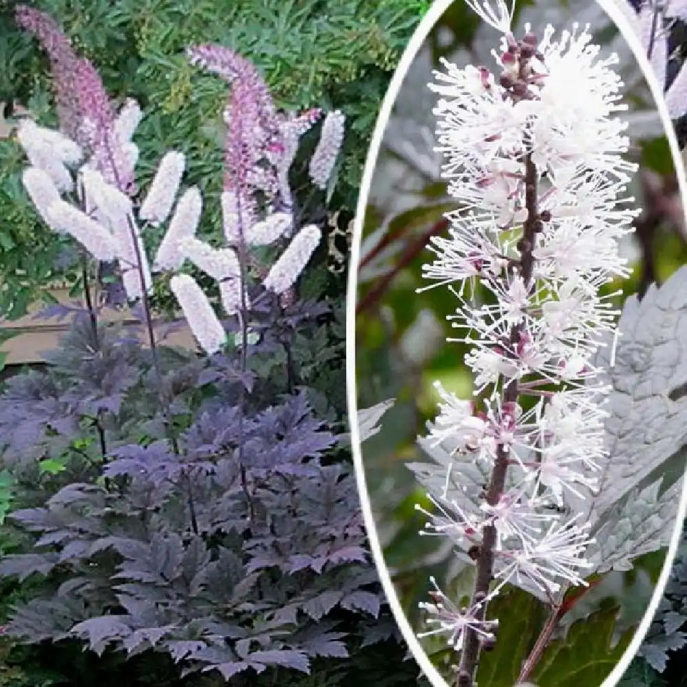 ACTAEA simplex 'Chocoholic'