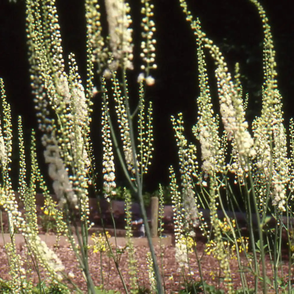 ACTAEA simplex 'Prichard's Giant' (Cimicifuga)