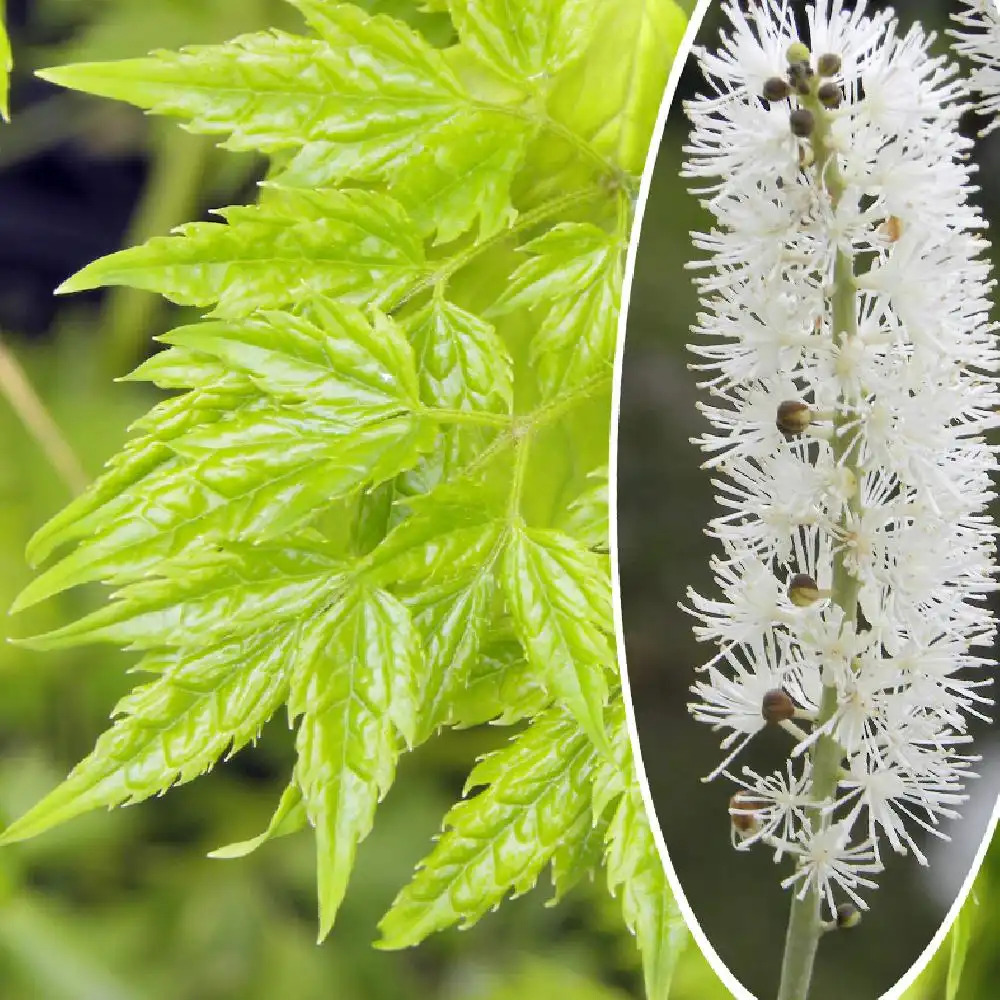 ACTAEA simplex 'White Pearl' (Cimicifuga)