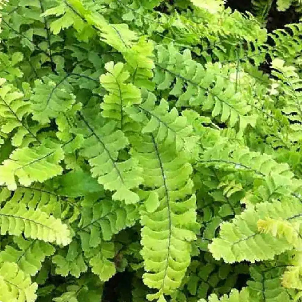 ADIANTUM pedatum 'Imbricatum'