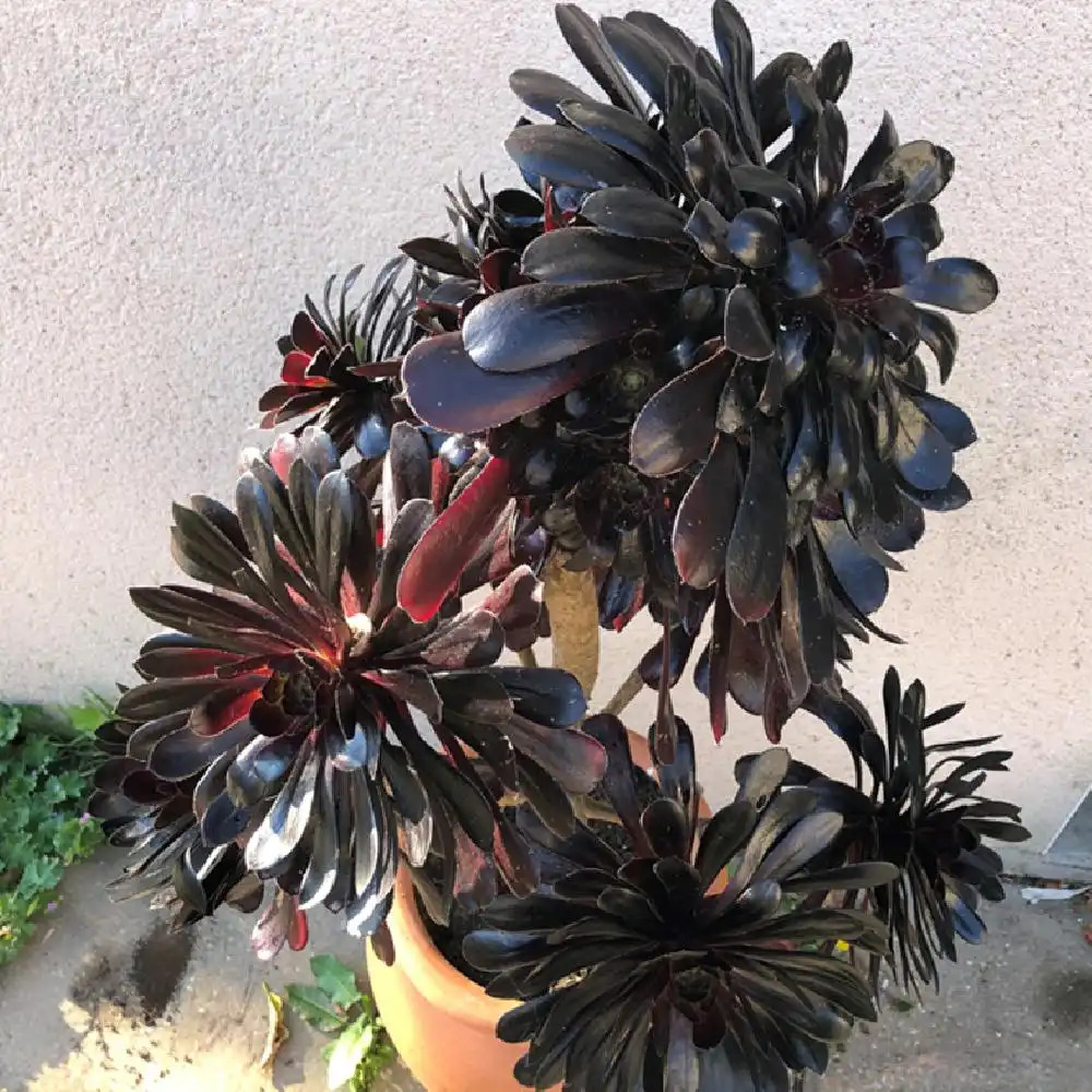 AEONIUM urbicum 'Schwartzkopf'