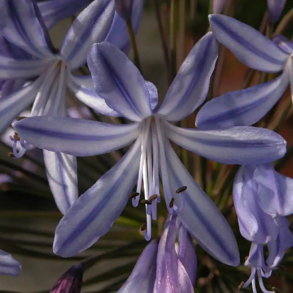 AGAPANTHUS Adelaïde