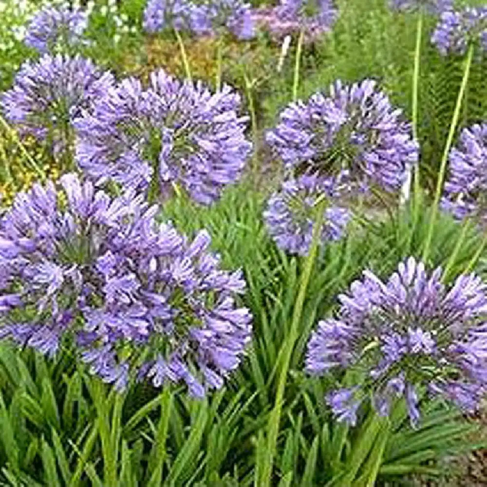 AGAPANTHUS africanus (umbellatus) Lys du Nil - Agapanthe image 3
