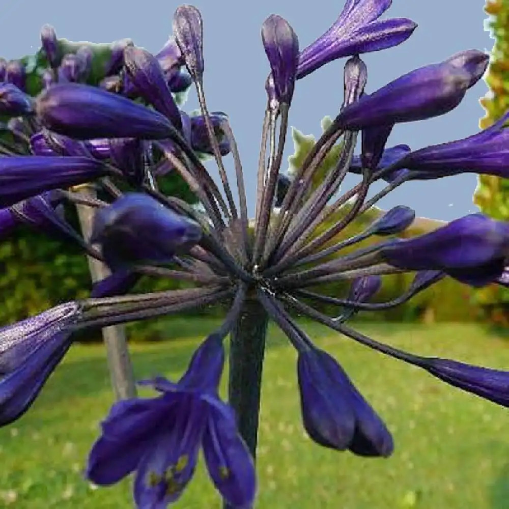 AGAPANTHUS 'Back in Black'