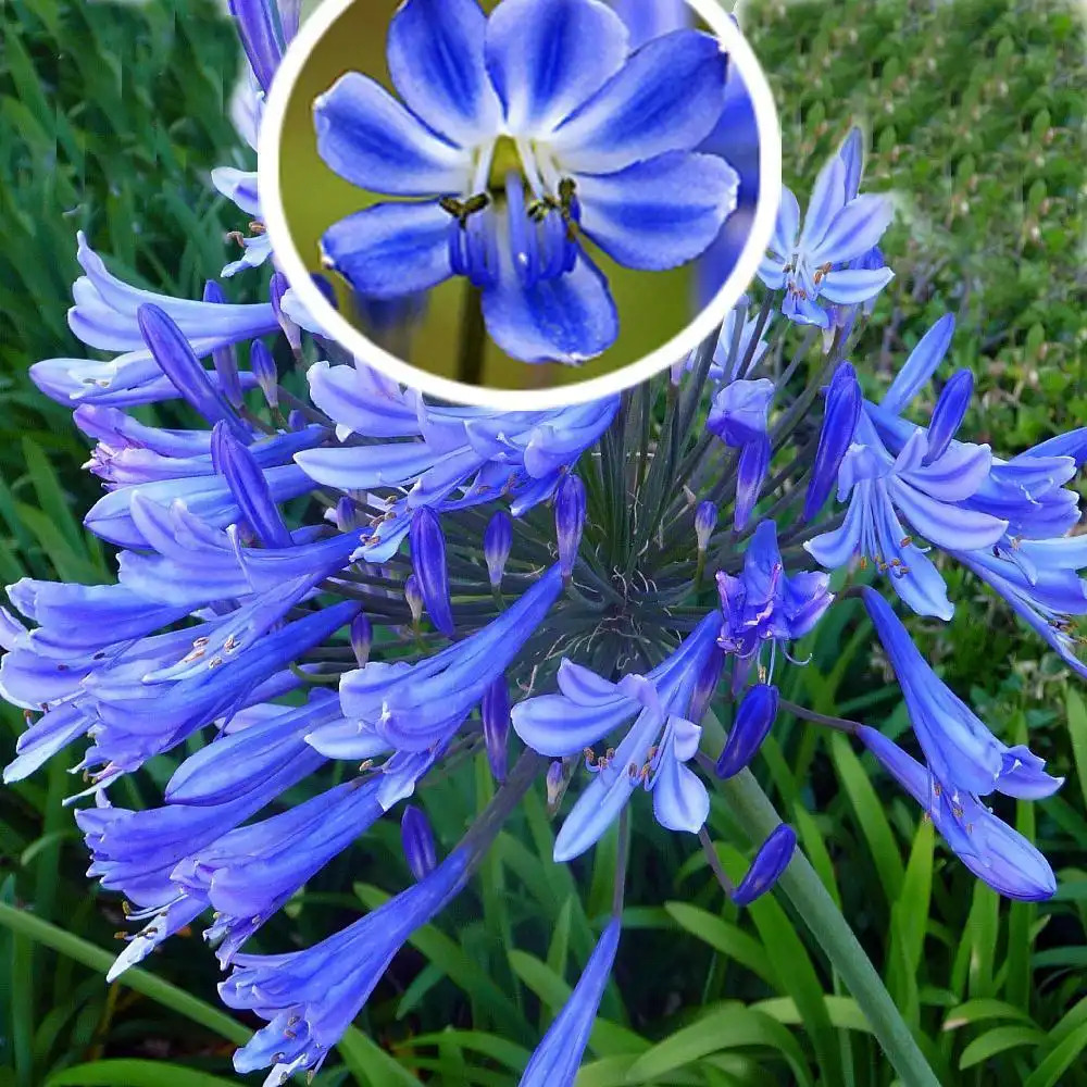 AGAPANTHUS 'Blue Giant' Fleur de l'Amour image 1