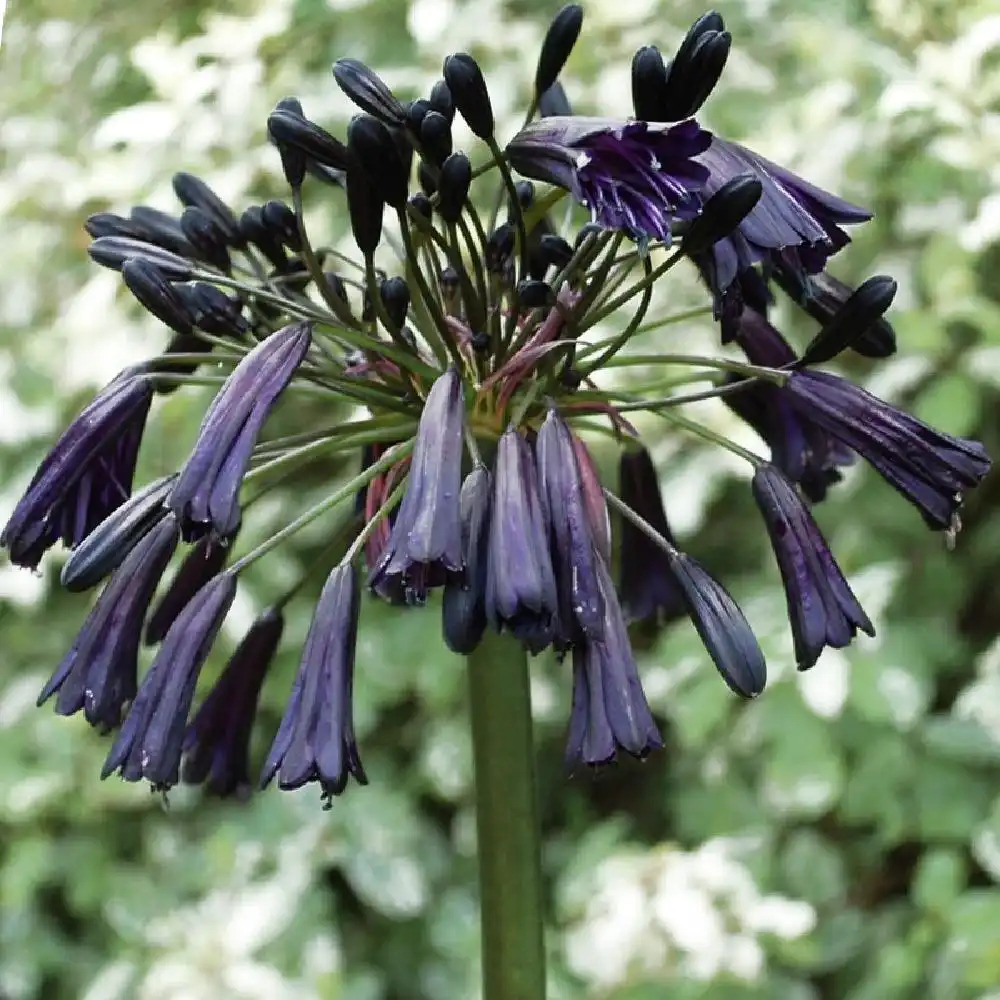 AGAPANTHUS 'Back in Black' Fleur de l'Amour Agapanthe pépinières