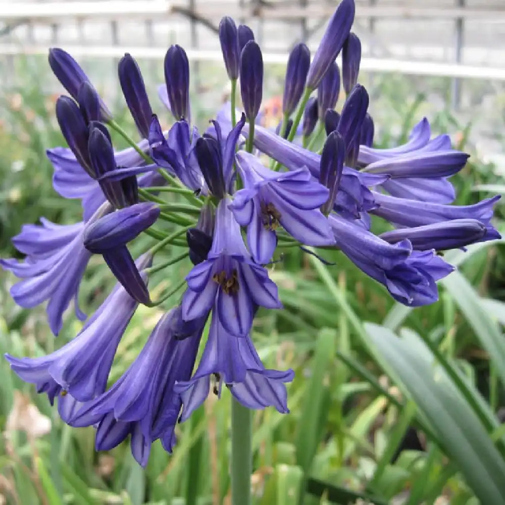 AGAPANTHUS 'Black Pantha'®