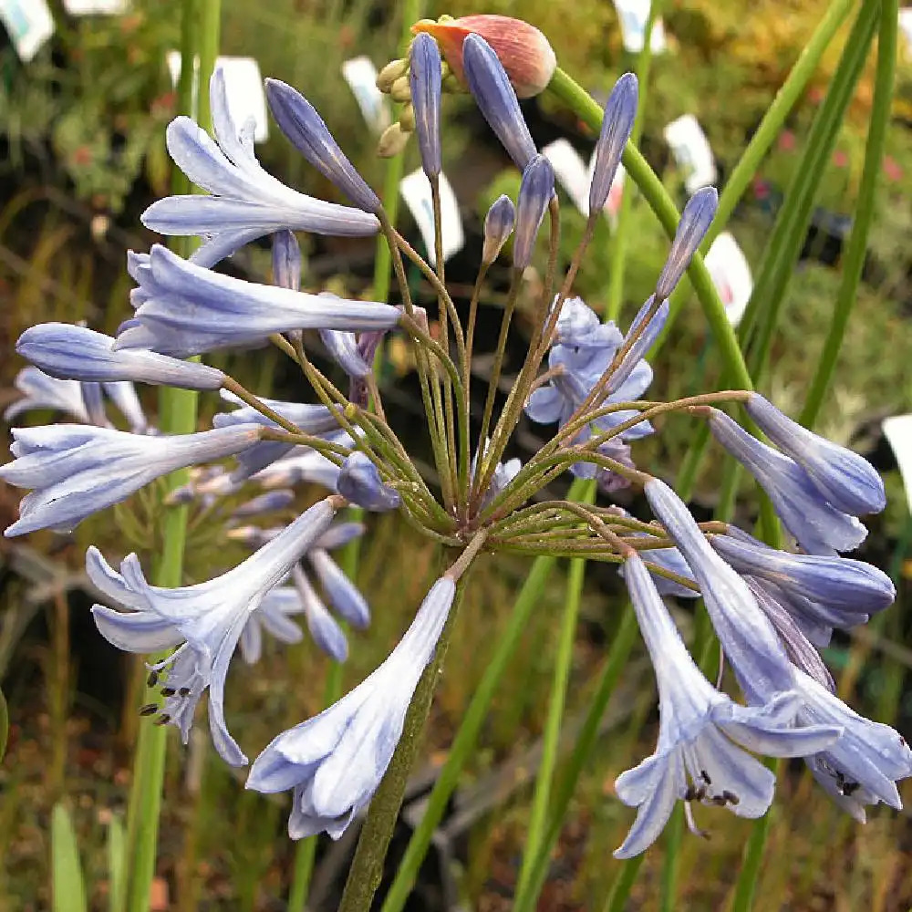 AGAPANTHUS 'Blue Triumphator'