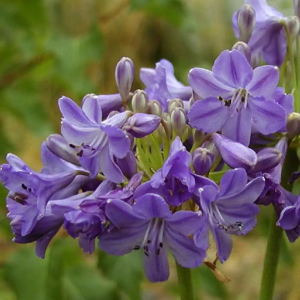 AGAPANTHUS 'Cobalt Blue'