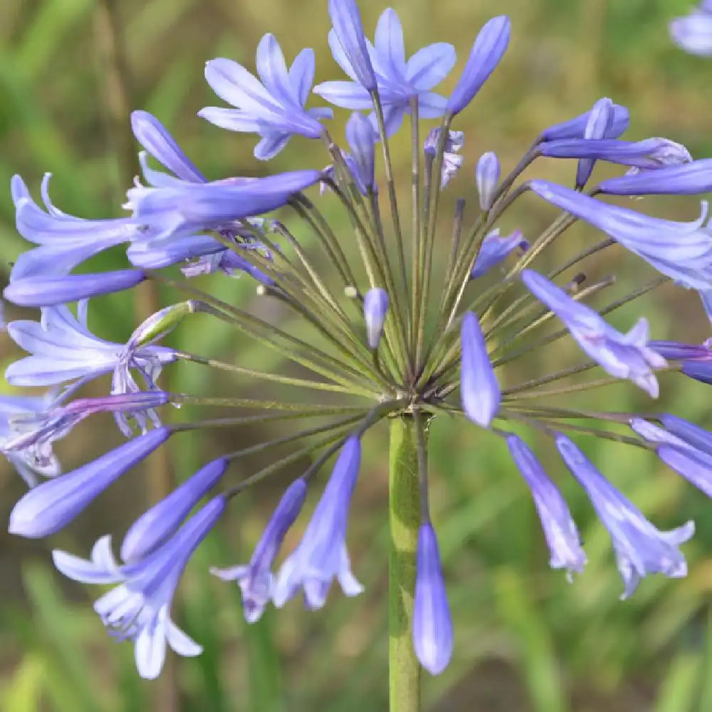 AGAPANTHUS 'Columba'