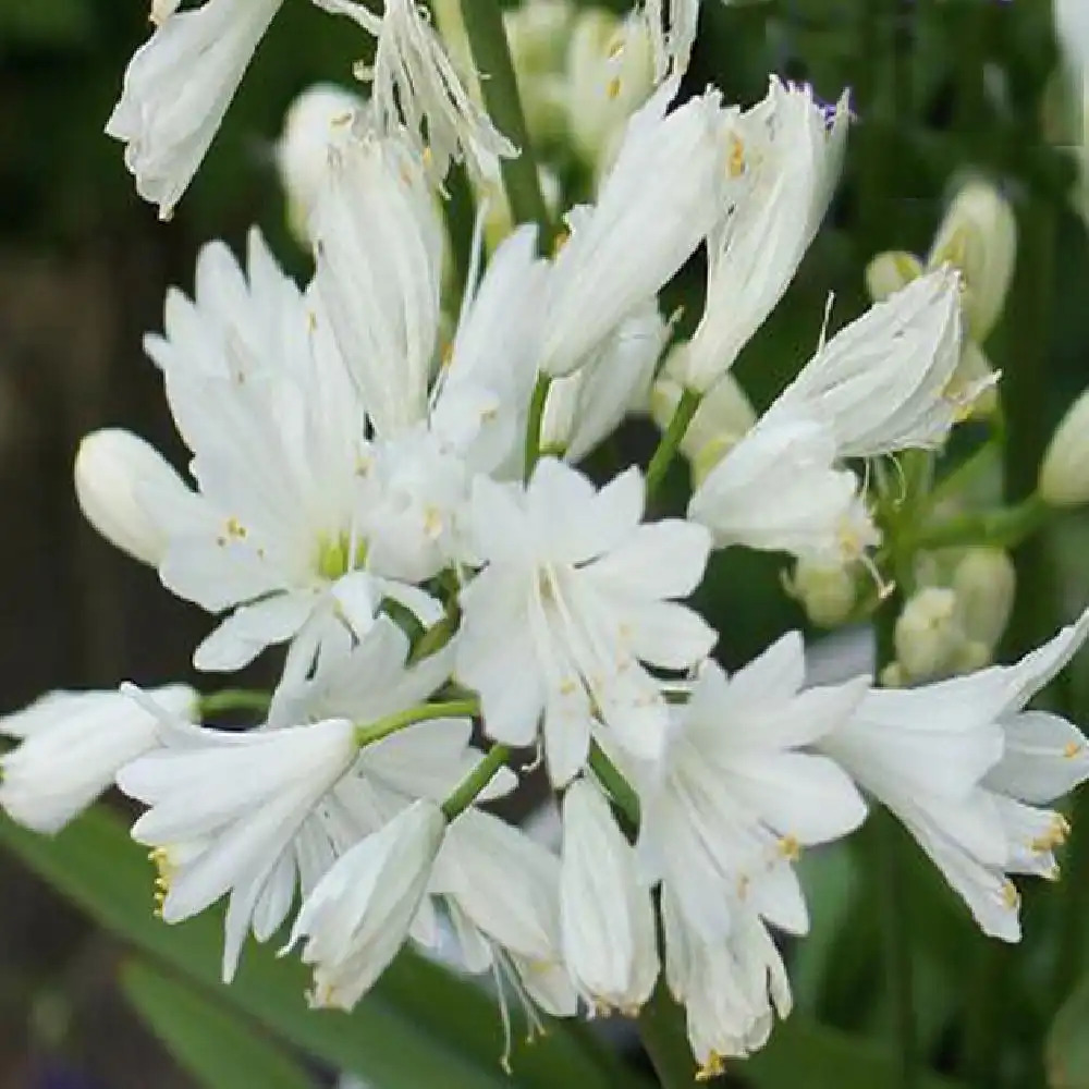 AGAPANTHUS 'Double Diamond'