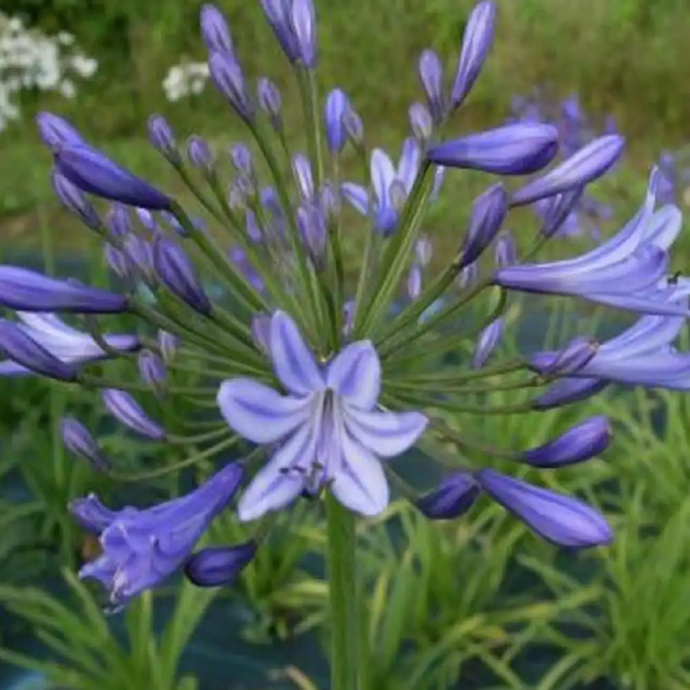 AGAPANTHUS 'Donau'