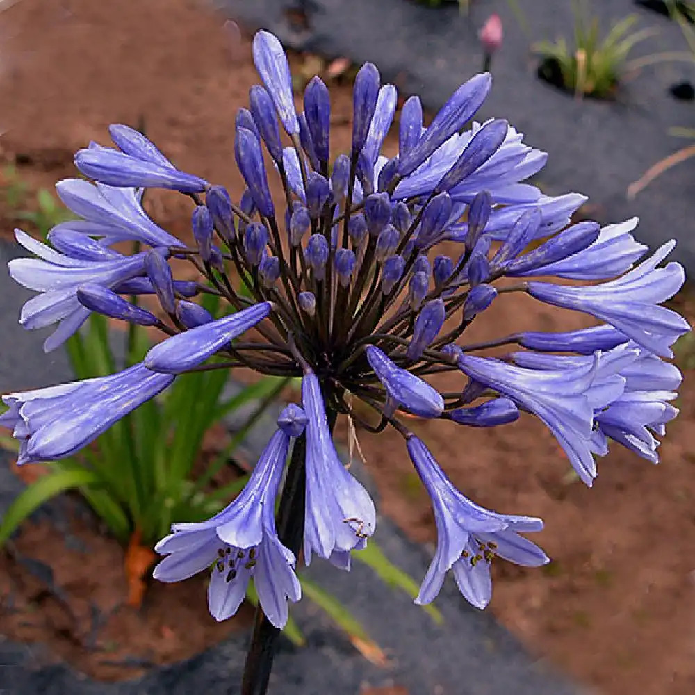 AGAPANTHUS 'Dr Brouwer'