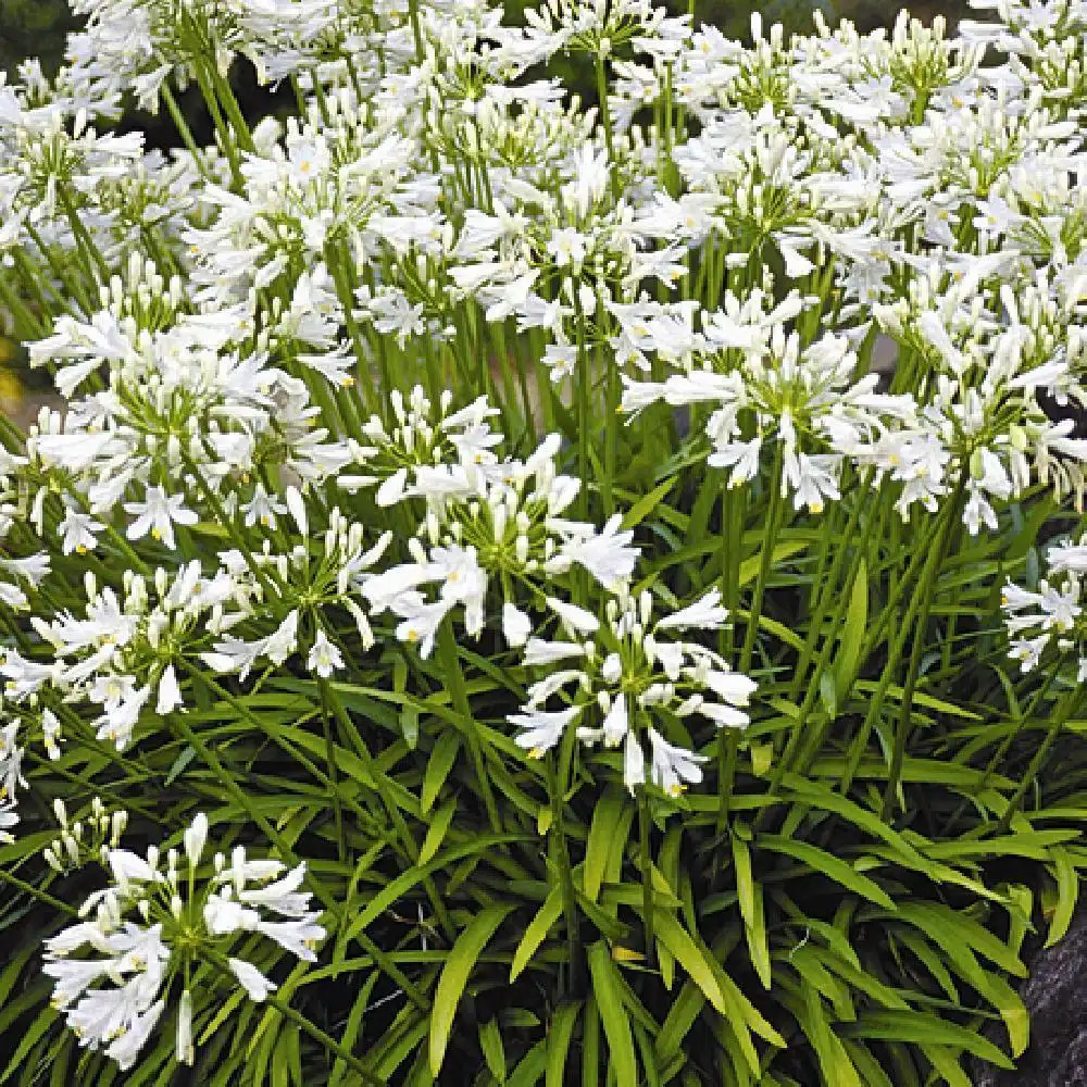 AGAPANTHUS 'Getty White'