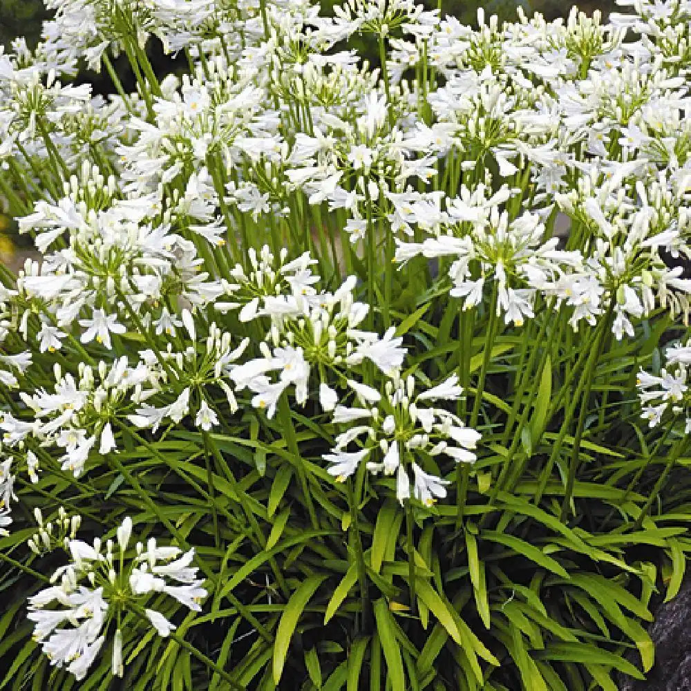 AGAPANTHUS 'Getty White' image 1