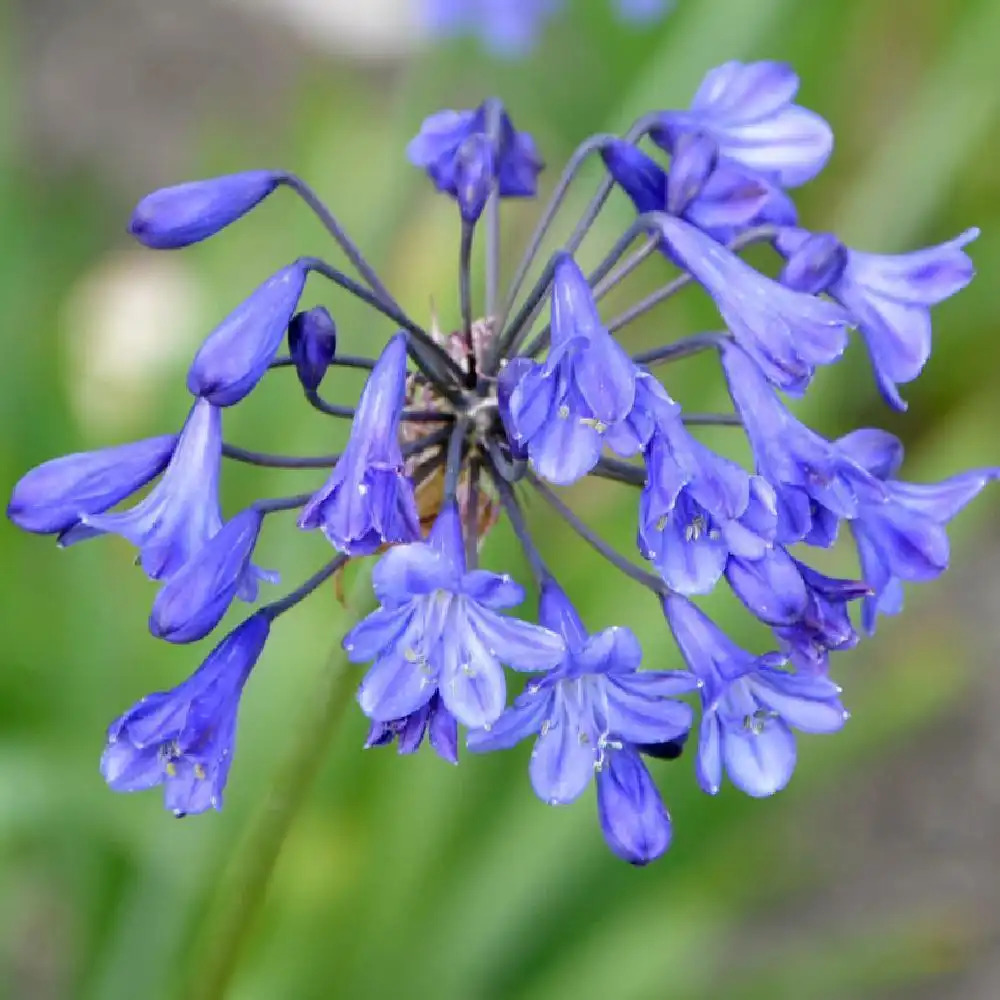 AGAPANTHUS 'Headbourne Hybrids'