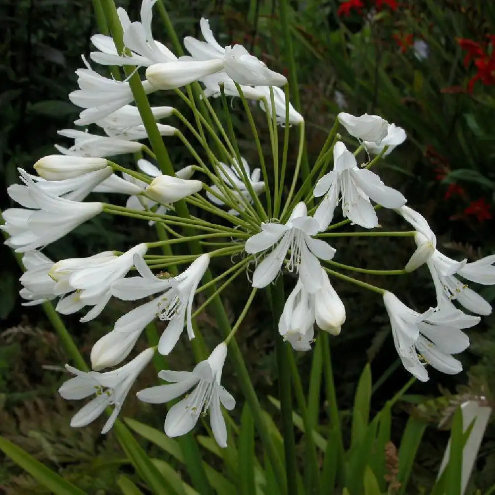 AGAPANTHUS 'Ice Lolly'