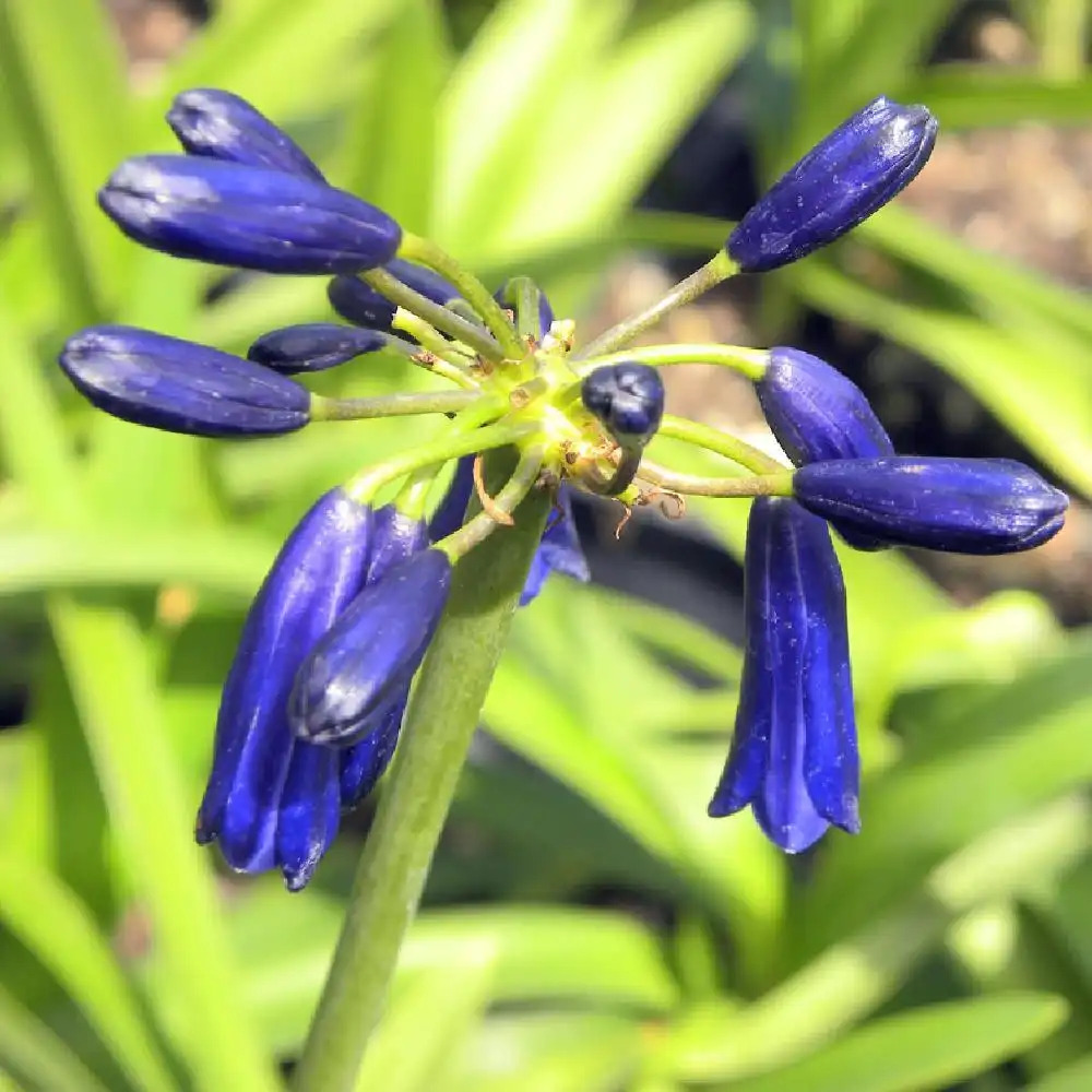 AGAPANTHUS inapertus subsp. pendulus �Graskop�