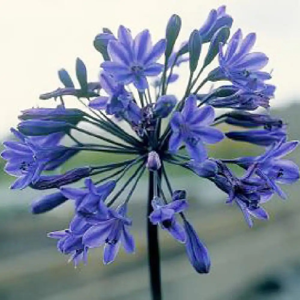 AGAPANTHUS 'Intermedius'