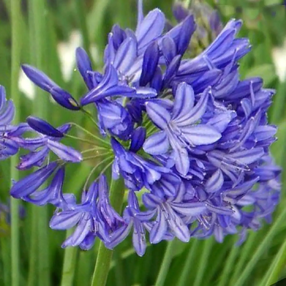 AGAPANTHUS 'Northern Star'