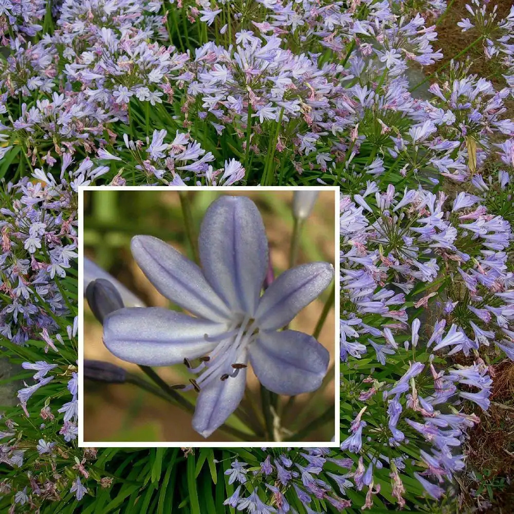 AGAPANTHUS 'Peter Pan'