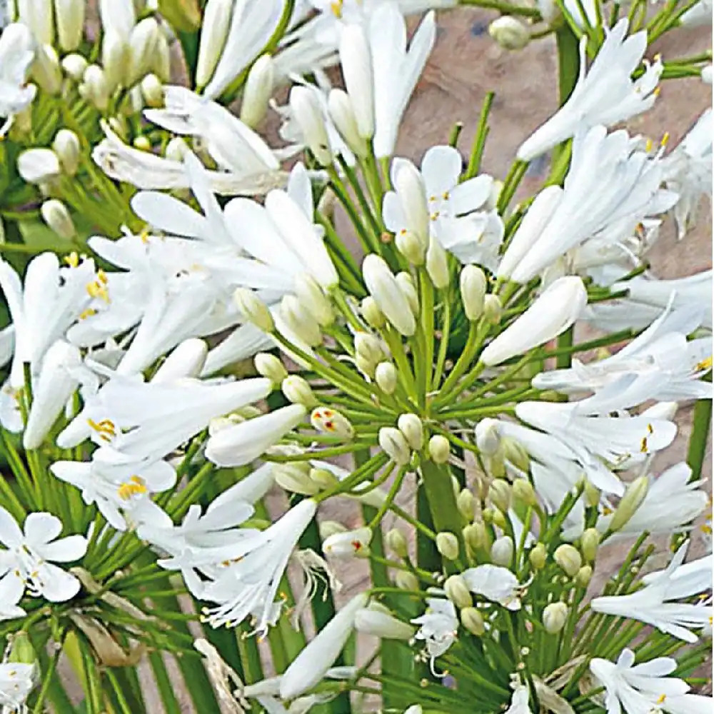 AGAPANTHUS 'Pitchoune White'