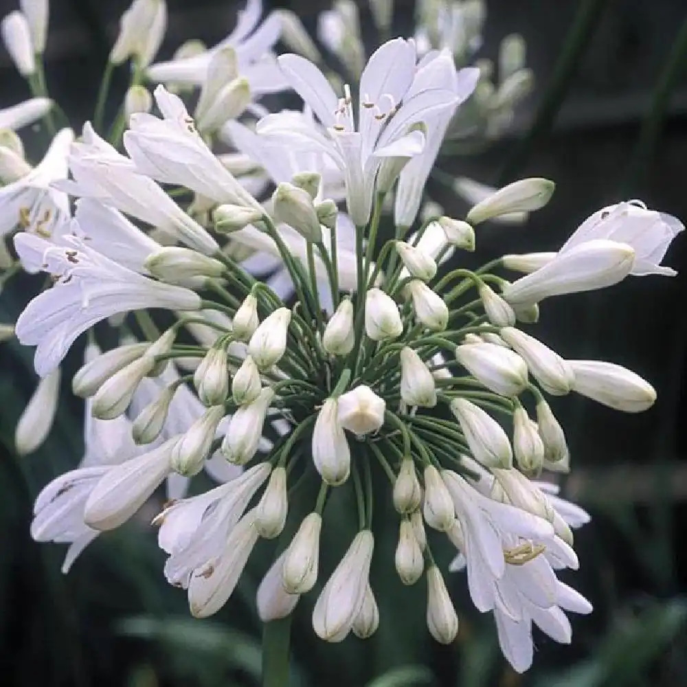 AGAPANTHUS 'Polar Ice'