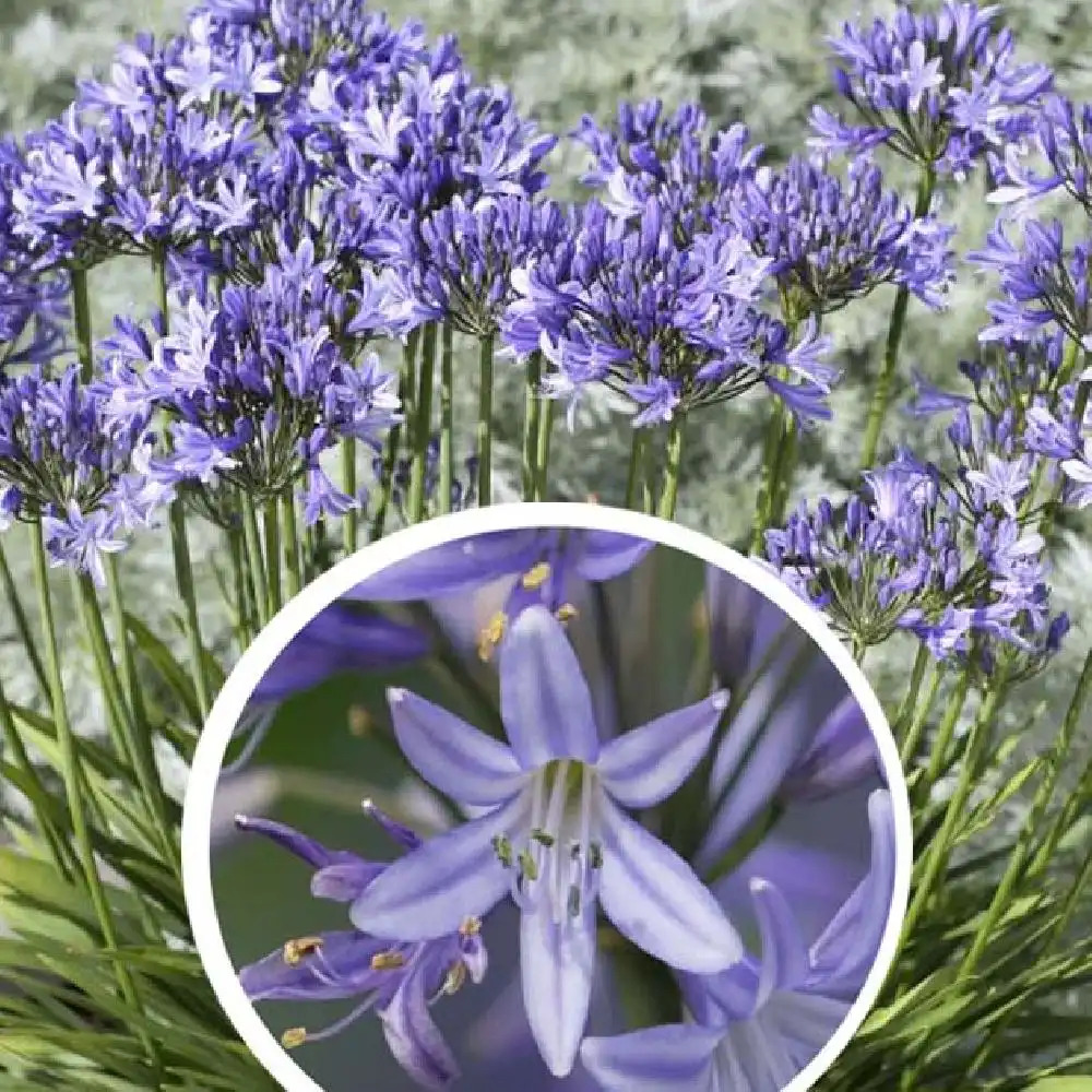 AGAPANTHUS 'Pretty Sandy'