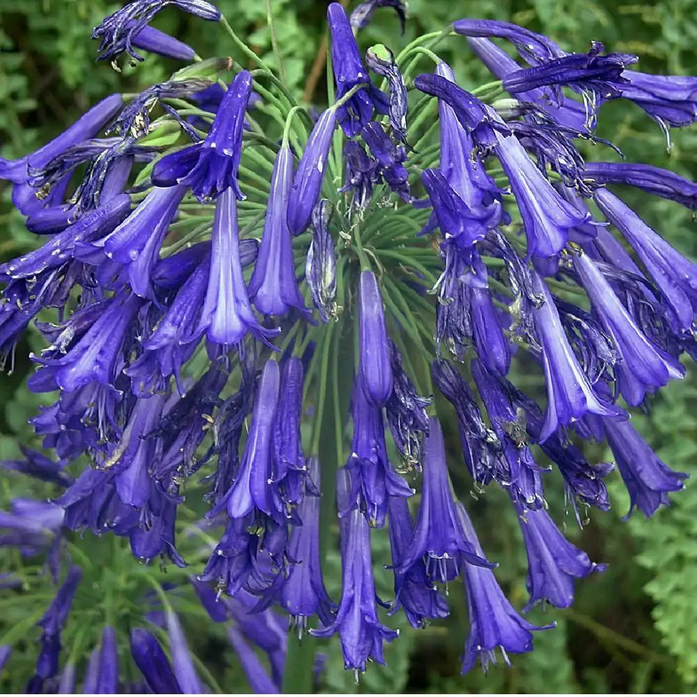 AGAPANTHUS 'Purple Cloud'