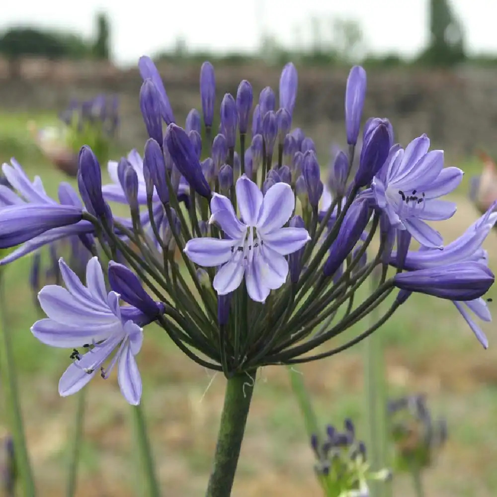 AGAPANTHUS 'Rosewarne'