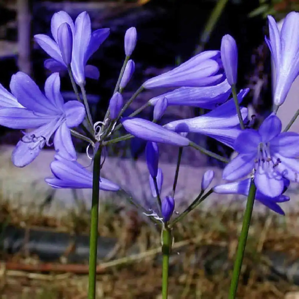 AGAPANTHUS 'Timaru'