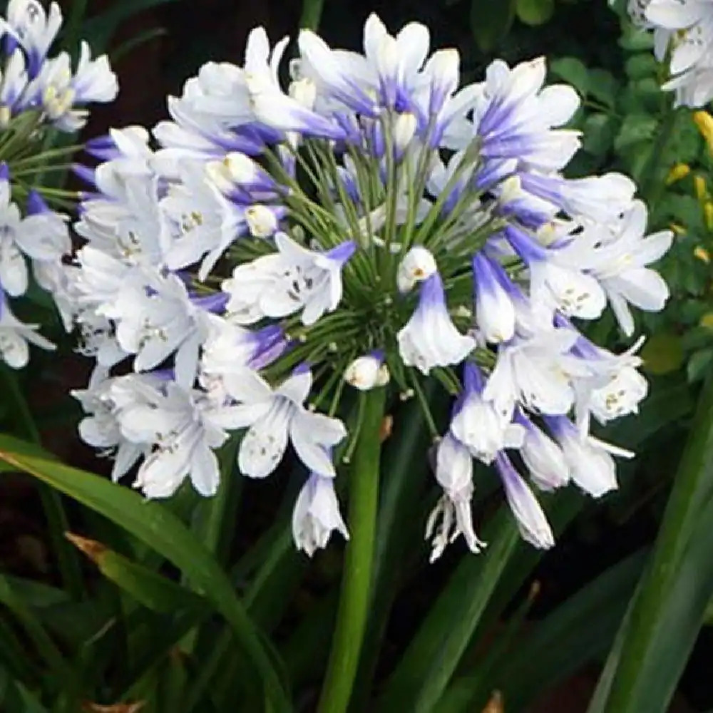 AGAPANTHUS ‘Twister’