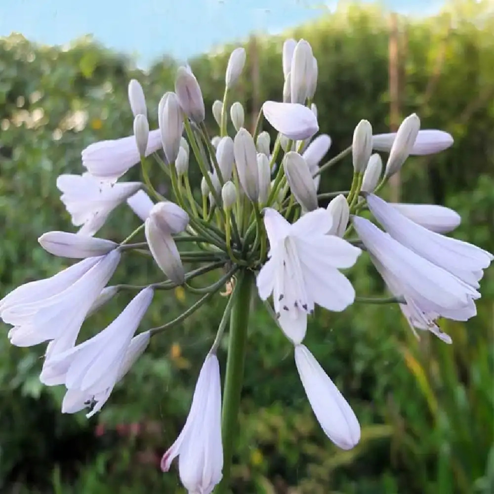 AGAPANTHUS Windsor Grey'