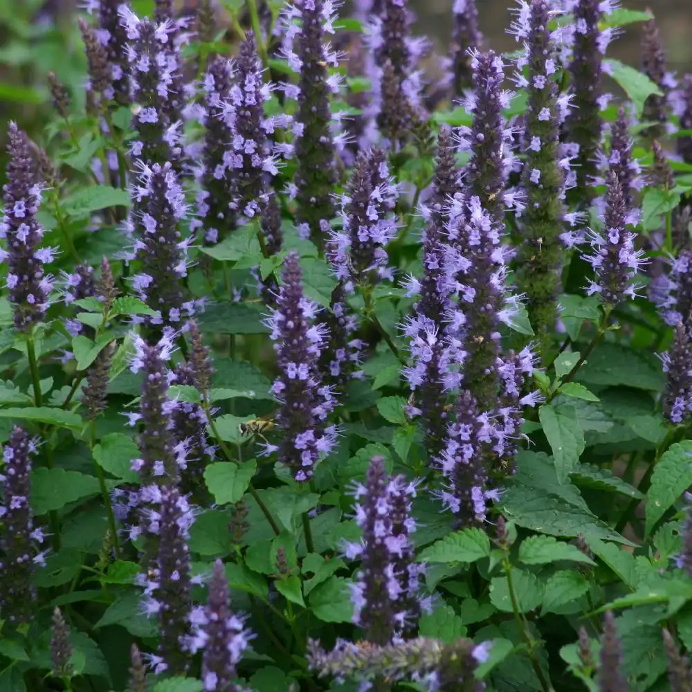 AGASTACHE 'Astello Indigo'