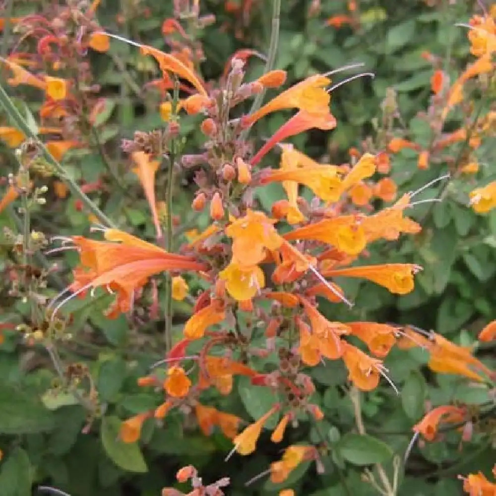 AGASTACHE aurantiaca