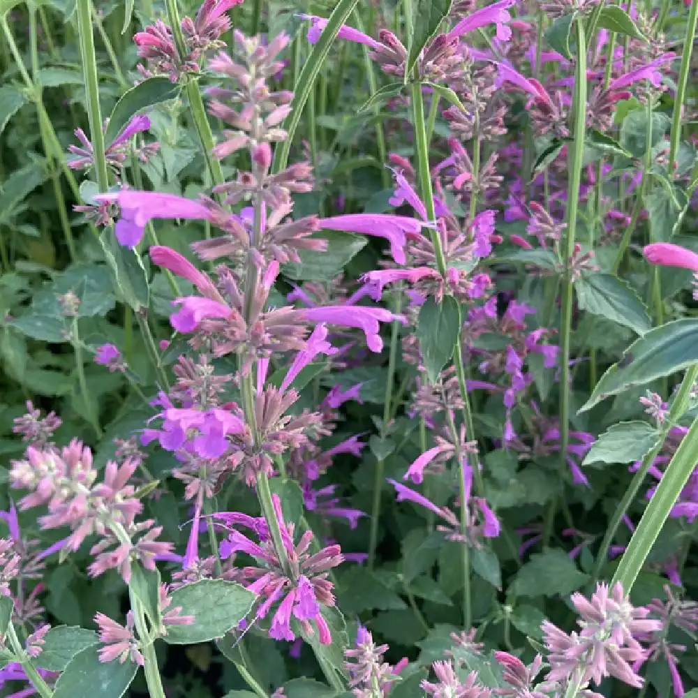 AGASTACHE barberi 'Tutti Frutti'