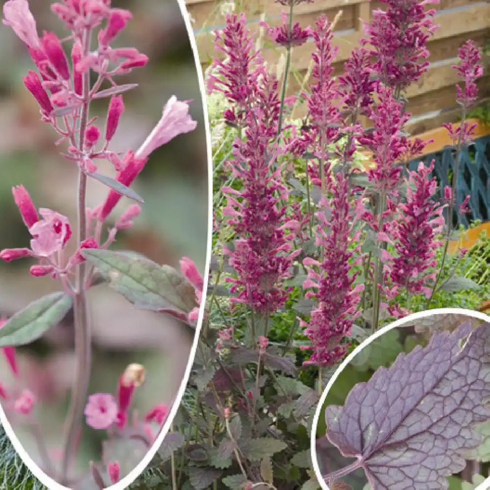 AGASTACHE 'Bolero'