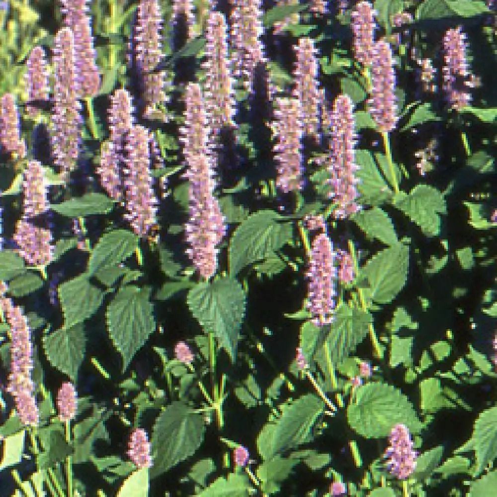 AGASTACHE foeniculum (anisata)