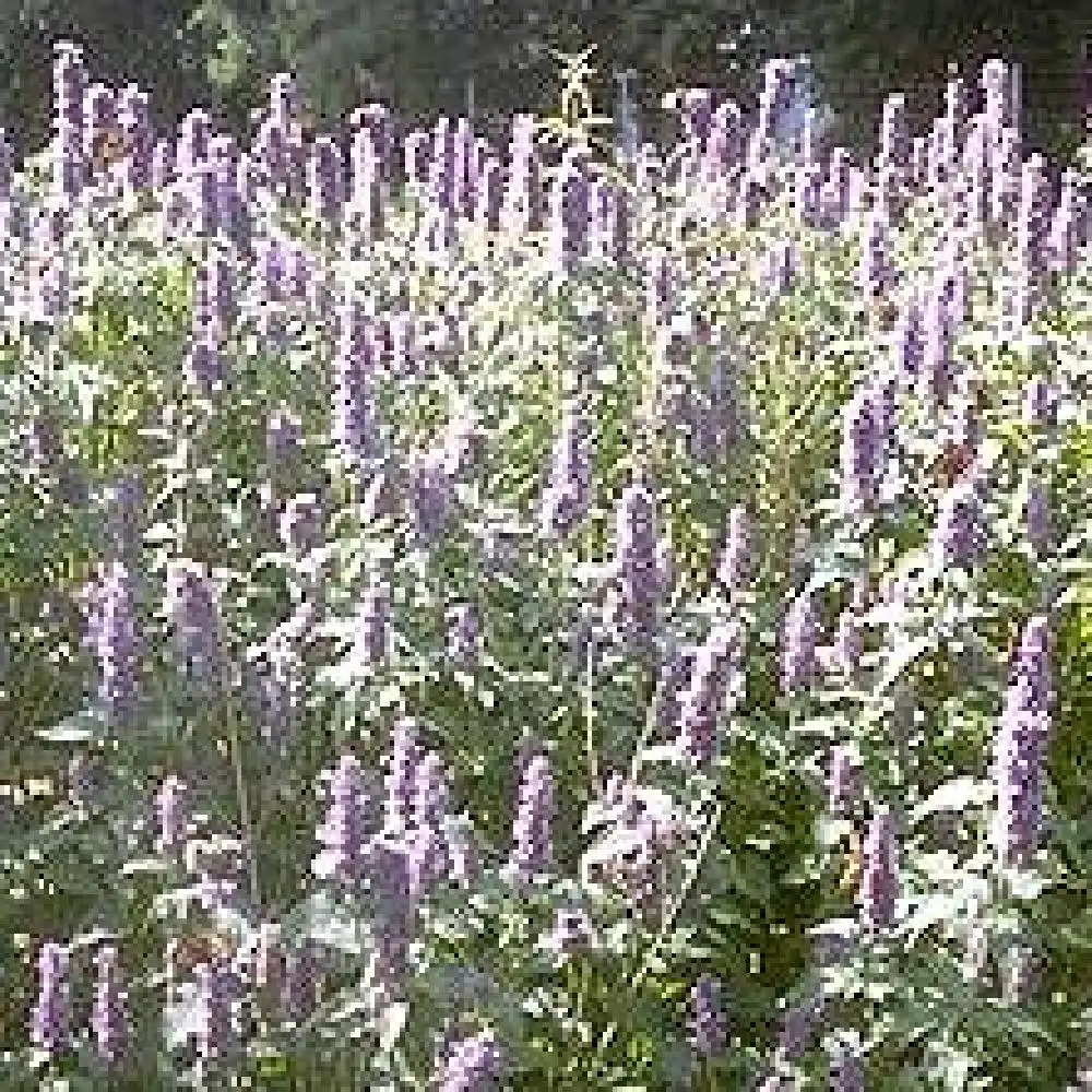 AGASTACHE foeniculum (anisata)