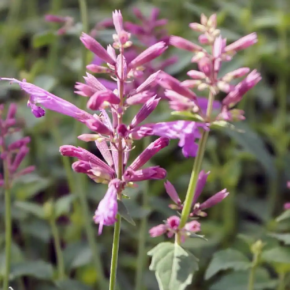 AGASTACHE 'Heatwave' �