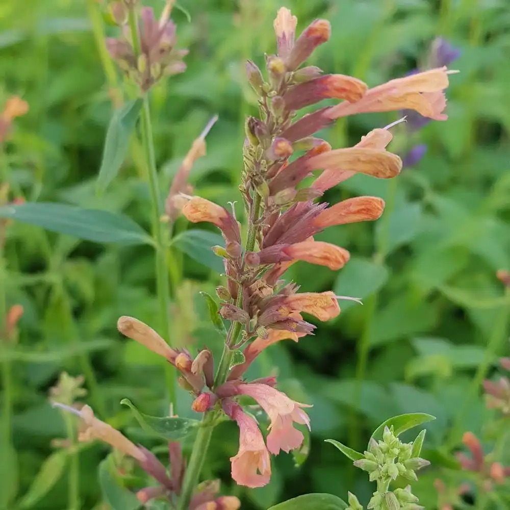 AGASTACHE 'Kolibri'