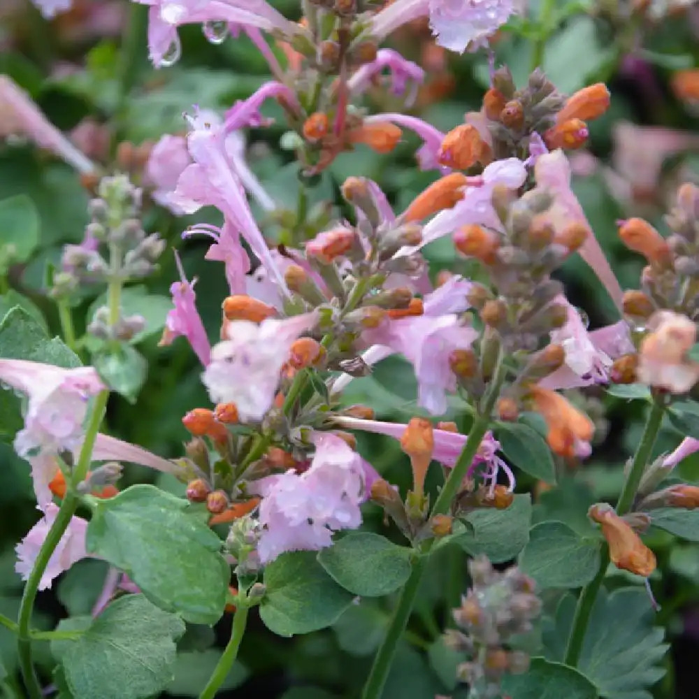 AGASTACHE 'Kudos Ambrosia' �