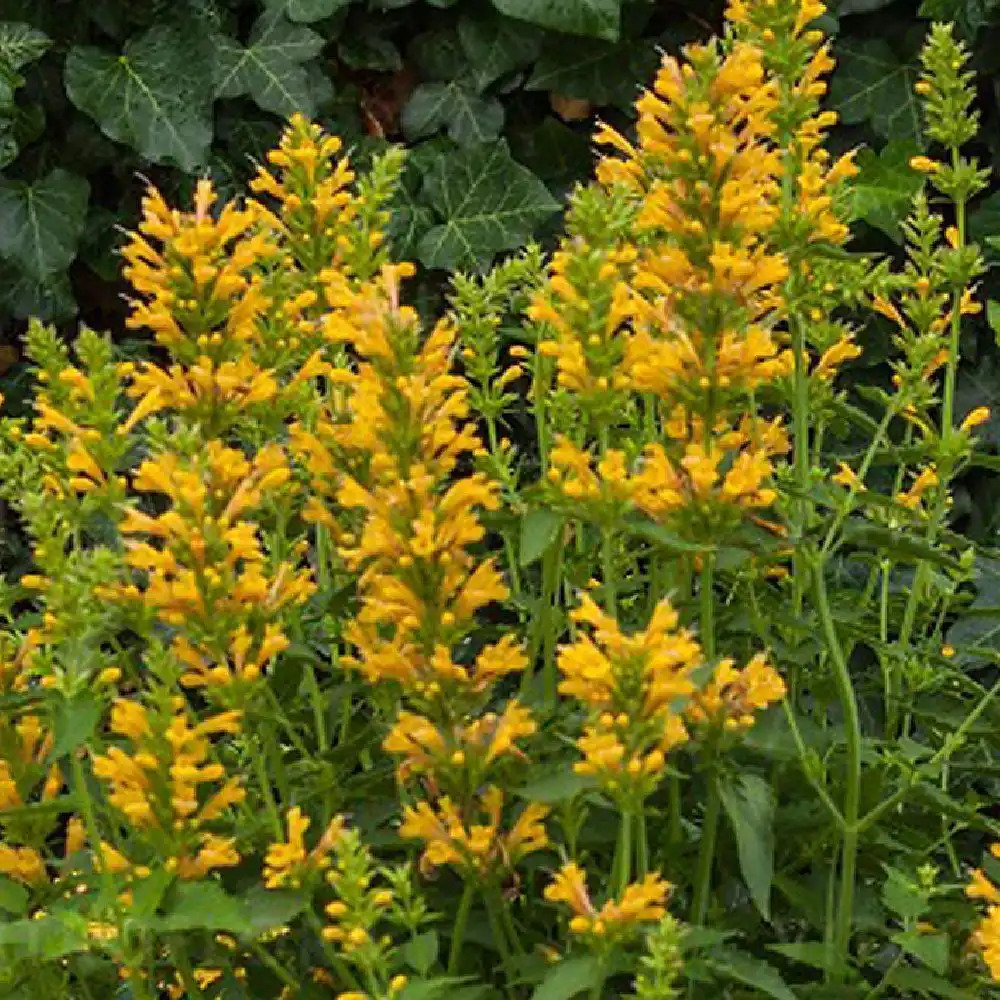 AGASTACHE 'Kudos Yellow'®