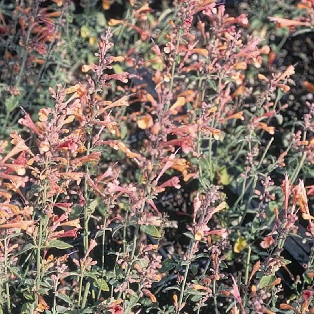 AGASTACHE 'Little Aurora'