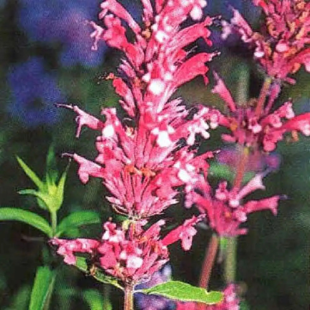 AGASTACHE mexicana 'Carminea'